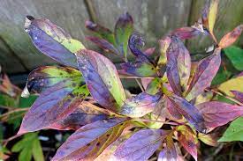 Several strains belonging to aspergillus, chaetomium, and trichoderma, which were enriched by biochar amendment, demonstrated effective control of phytophthora blight of pepper. Peonies How To Grow Care For This Classic Perennial Gardener S Path