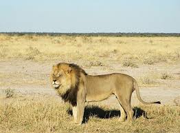Wilderness Safaris Camp And Company News Updates Botswana Travel Safari Wilderness Camping
