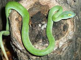 We did not find results for: Snakes Of Thailand Crotalinae Pit Vipers