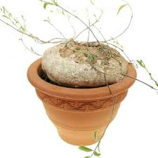 Image result for Raphionacme procumbens