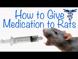 How To Prepare Antibiotics For Rats