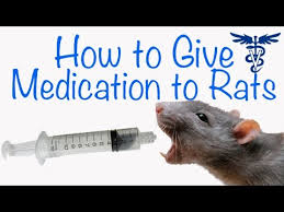 how to prepare antibiotics for rats