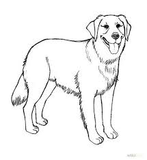 Golden retrievers have an instinctive love of water.lets start by drawing three connected oval shape circles for his head, body and tail. Coloring Pages Draw A Golden Retriever Coloring Page Blog Golden Retriever Drawing Puppy Coloring Pages Dog Coloring Page