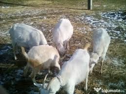 Vanzare de capre de rasa din import caprele se vand cu toate acte la zi capre de lapte capre de carne saanen nobila germana alpina. Vand Capre Si Iede Saanen Adroi Zoo