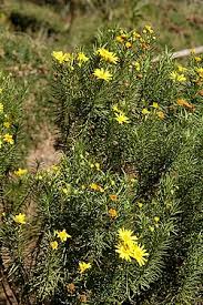 Image result for Anthospermum usambarense