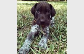 Black And White German Shorthaired Pointer Mix Beagle German Shorthaired Pointer Mix Puppy Pointer Puppies German Shorthaired Pointer Dog German Shorthaired Pointer