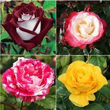 100 Hybrid Tea Rose Flower Seeds Mixed Rare Hybrid Rose Plant Seeds Home Garden Ebay Hybrid Tea Roses Growing Roses From Seeds Rose Seeds