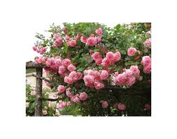 Rosier Grimpant Dream Weaver Roseraie Guillot Rosier Grimpant Roseraie Rosier