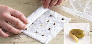 1 fold a paper towel in half and moisten. Germinating Seeds Paper Towel How To Do It Perfectly