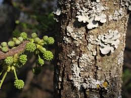 Image result for Acacia robusta