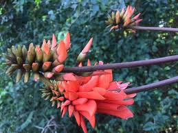 Image result for Erythrina lysistemon