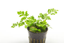 Image result for Pteris