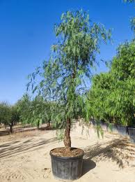 Image result for Schinus molle