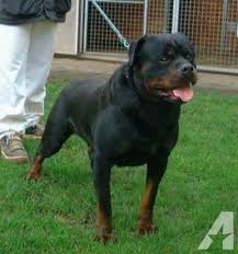 The best way to determine the temperament of a mixed breed is to look up all breeds in the cross and understand that you can get. Rottweiler Puppies For Sale In Sc Dogs Breeds And Everything About Our Best Friends
