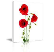 Marie curie showed that a woman can be as good as a scientist as a man can be. Red Poppy Flowers Against White Background Wood Framed Cvs 16 X 24 Ebay