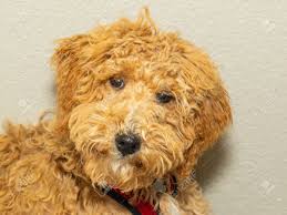 The kitchenaid ® stand mixer is a versatile appliance. Australian Labradoodle Is A Mix Between The Labrador Retriever Stock Photo Picture And Royalty Free Image Image 120271791