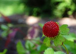 Do you mean these little creatures, red spider mites. 50 Edible Wild Berries Fruits A Foragers Guide