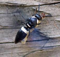 We did not find results for: Mason Wasp Captures Caterpillar What S That Bug