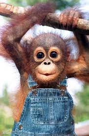 Baby Monkey In Dress Funny Picture