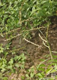 Image result for Leptochloa obtusiflora