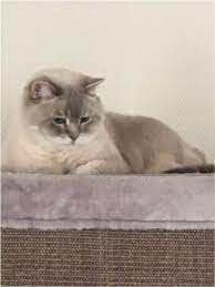 Nun sucht das tier ein neues und vor allem liebevolles zuhause. Bkh Britisch Kurzhaar Katze Sucht Neues Zuhause In Einzelhaltung In Nordrhein Westfalen Wassenberg Britisch Kurzhaar Kat Kurzhaar Katzen Katzen Katzenbabys