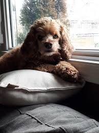 The english cocker spaniel is friendly, active, and intelligent. A Regular Pillow Easily Becomes A Body Pillow Spaniel Puppies Dog Spay Dog Life