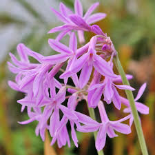 Image result for Tulbaghia cameronii