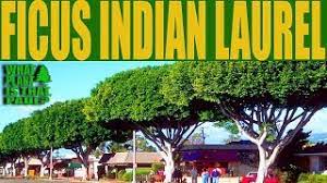 With possible diameters of 3 ft., it weighs 40 pounds per cubic foot on average. Ficus Indian Laurel Shade Privacy And Lush Green Foliage That Adds Beauty To Any Environment Youtube