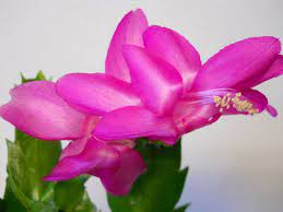 4x purple cyber dancer schlumbergera zygo christmas cactus. Purple Dancer Schlumbergera Christmas Cactus