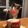Joyeux anniversaire gif animé chat. 1