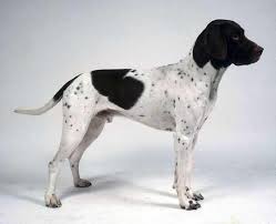 Black And White Pointer Dog Image Result For Old Danish Pointer Pointer Dog Pointer Puppies Dogs