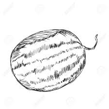 Vector Single Sketch Watermelon On White Background Royalty Free Cliparts Vectors And Stock Illustration Image 63174746 In minecraft, blocks of melon are one of the many building blocks that you can make. vector single sketch watermelon on white background