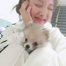 Dogs are some of the most beloved pets for us to have around. Twice Pets Educational K Pop Amino