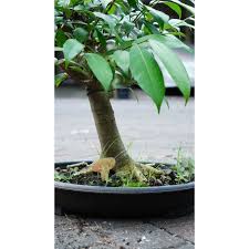 Check spelling or type a new query. Jual Bahan Bonsai Pohon Amplas Putih Kota Tangerang Bonsai House Tokopedia