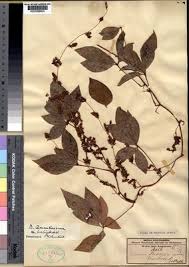 Image result for Dioscorea quartiniana