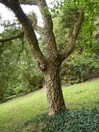 Image result for Quercus suber