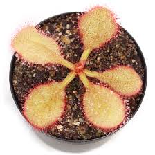 Image result for Drosera pilosa