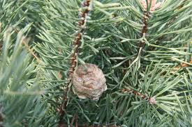 Inside the cocoon, the larva, which is often wormlike, will undergo metamorphosis and emerge as an adult, a process common among insects and other arthropods. Watch For Bugs Coming Inside With Your Christmas Tree Ohio State University Extension Service Cleveland Com