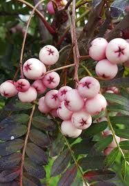 The best tree for small gardens? Find Out What S Hot With Graham Rice S New Plants Blog Rhs Gardening