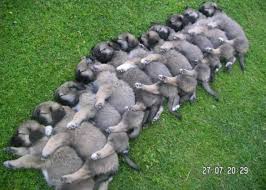 Kangal Puppies Kangal Kopegi Akbas Ve Hayvanlar