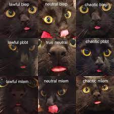 Faces Of Blep Cat Care Funny Cat Memes Cats