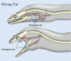 Think That The Alien Mouth Structure Was Weird It S Real Moray Eels Do Have A Mouth Jaw Structure Inside Of Their Main Mouth Moray Eel Animal Facts Animals