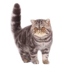 The exotic is similar to the persian in many ways, including temperament and conformation. Exotic Shorthair Katzen Rassen Information Omlet