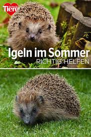 Pin Auf Tiere Im Garten