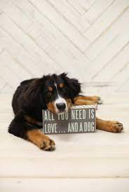 Pin On Must Love Dogs