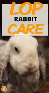 How To Care For Your Lop Eared Rabbit Animal Experiences Rabbit Rabbit Care
