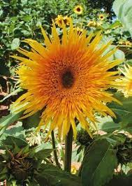 Pin On Flowers