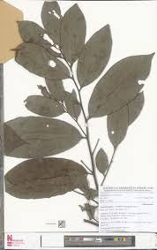 Image result for Annickia