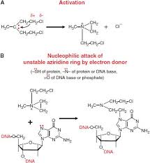 Image result for Alkylating Agent