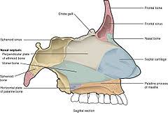 It is separated down the middle by the nasal septum, a piece of cartilage which shapes and separates the nostrils. Human Nose Wikipedia